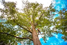 Best Tree Preservation Services  in Belton, TX